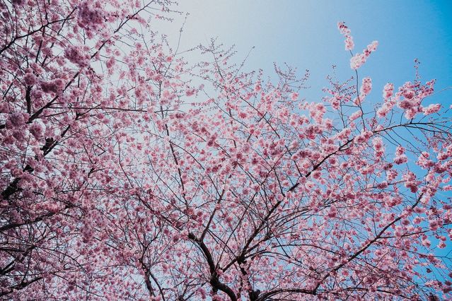 Oleg Magni/Pexels Oleg Magni/Pexels