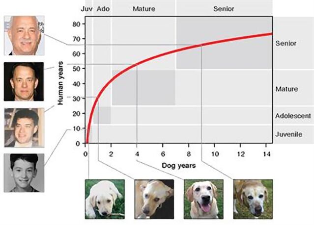 dog years equal to human years