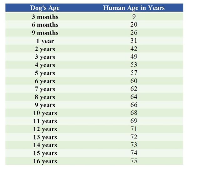 2 years in dog years to human