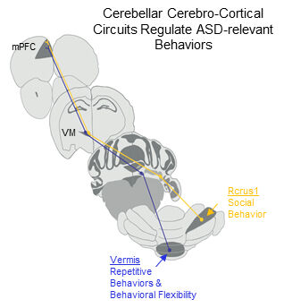 Image credited to UT Southwestern Medical Center Image credited to UT Southwestern Medical Center