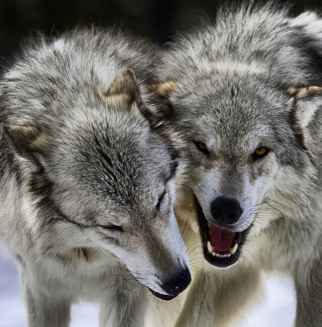 Wolf Leader Pairs Stay Together for Life | Psychology Today