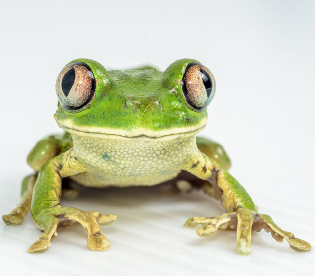 Christian Irian. See ‘Eye size and investment in frogs and toads correlate with adult habitat, activity pattern and breeding ecology’ by Thomas et al., published in Proc. R. Soc. B.