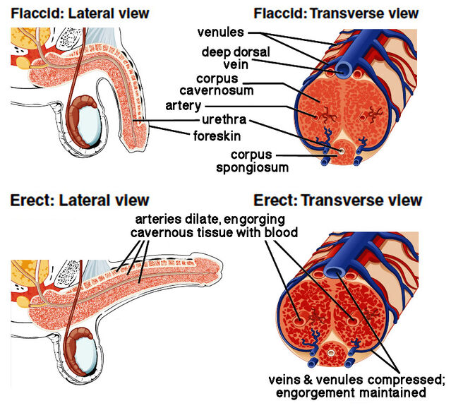 what causes an erection