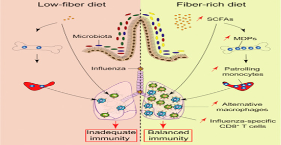 Trompette, A., Gollwitzer, ES., Pattaroni, C., et al: Dietary Fiber Confers Protection against Flu by Shaping Ly6c- Patrolling Monocyte Hematopoiesis and CD8+ T Cell Metabolism. Immunity. 2018 May 15;48(5):992-1005.e8. doi: 10.1016/j.immuni.2018.04.022.