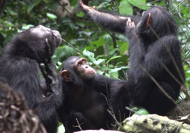  Tobias Deschner/Ozouga Chimpanzee Project.