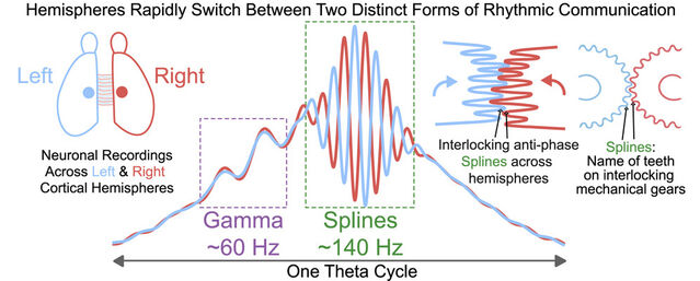 Fuente: Ghosh et al., 2022 Cell Reports/Open Access (CC BY-NC-ND 4.0)