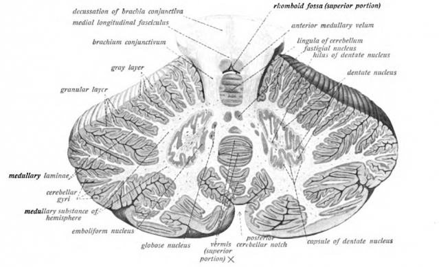Sobotta's Textbook and Atlas of Human Anatomy 1908/Wikimedia Commons Sobotta's Textbook and Atlas of Human Anatomy 1908/Wikimedia Commons