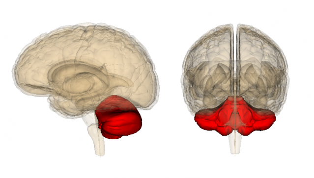 Neuroscientists Decrypt the Mystery of Rapid Eye Movements