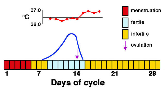 How Many Days Is The Menstrual Cycle Of A Dog How Many Days Is The Menstrual Cycle Of A Dog