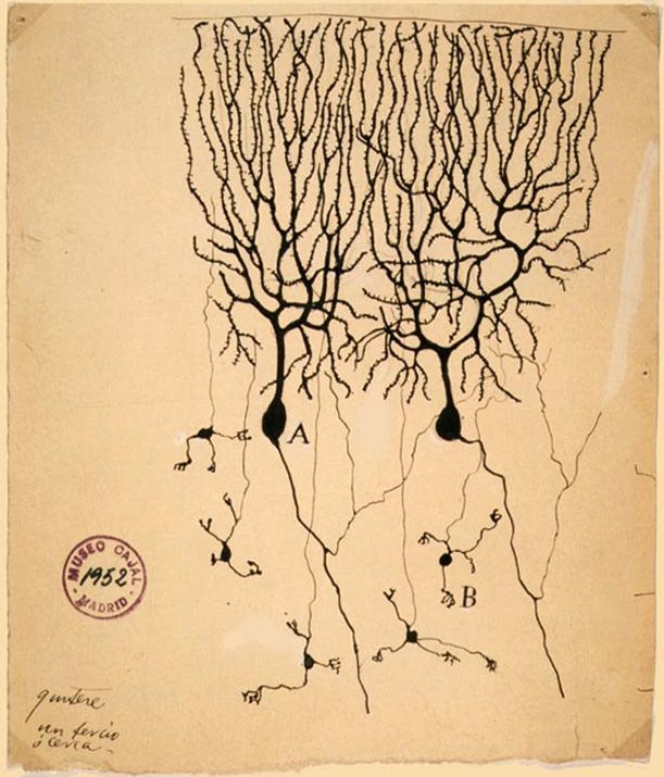 Santiago Ramón y Cajal/Public Domain Santiago Ramón y Cajal/Public Domain