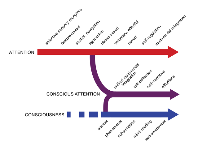 The Evolution Of Conscious Attention | Psychology Today