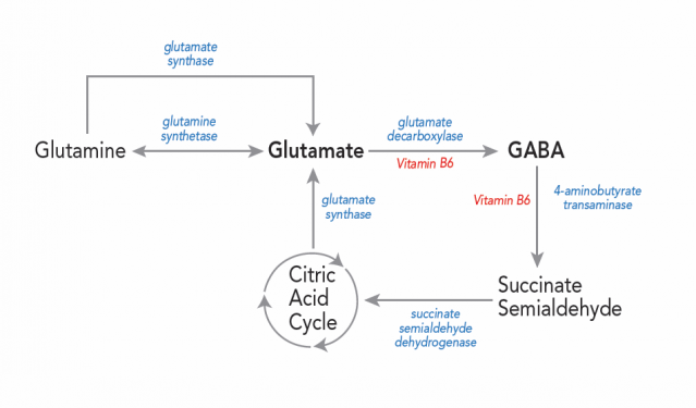 The Neuroendoimmune Connection