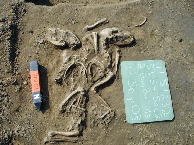 dog primative ancient pet canine Cahokia Illinois dog primative ancient pet canine Cahokia Illinois