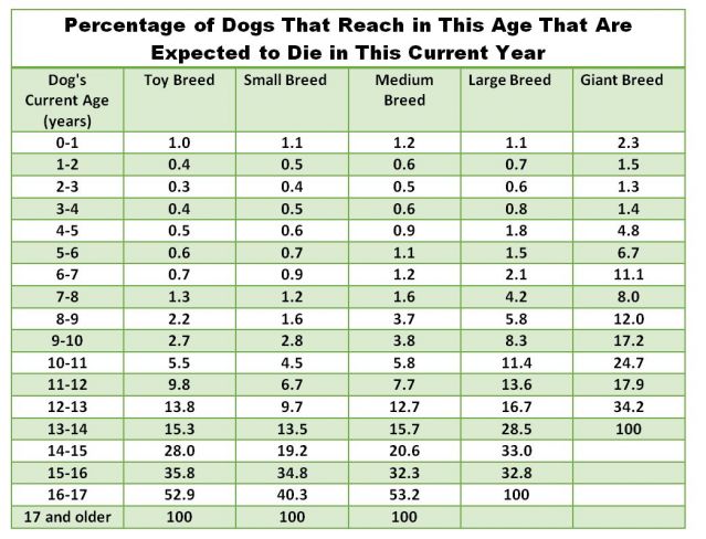 Dog Life Expectancy Chart