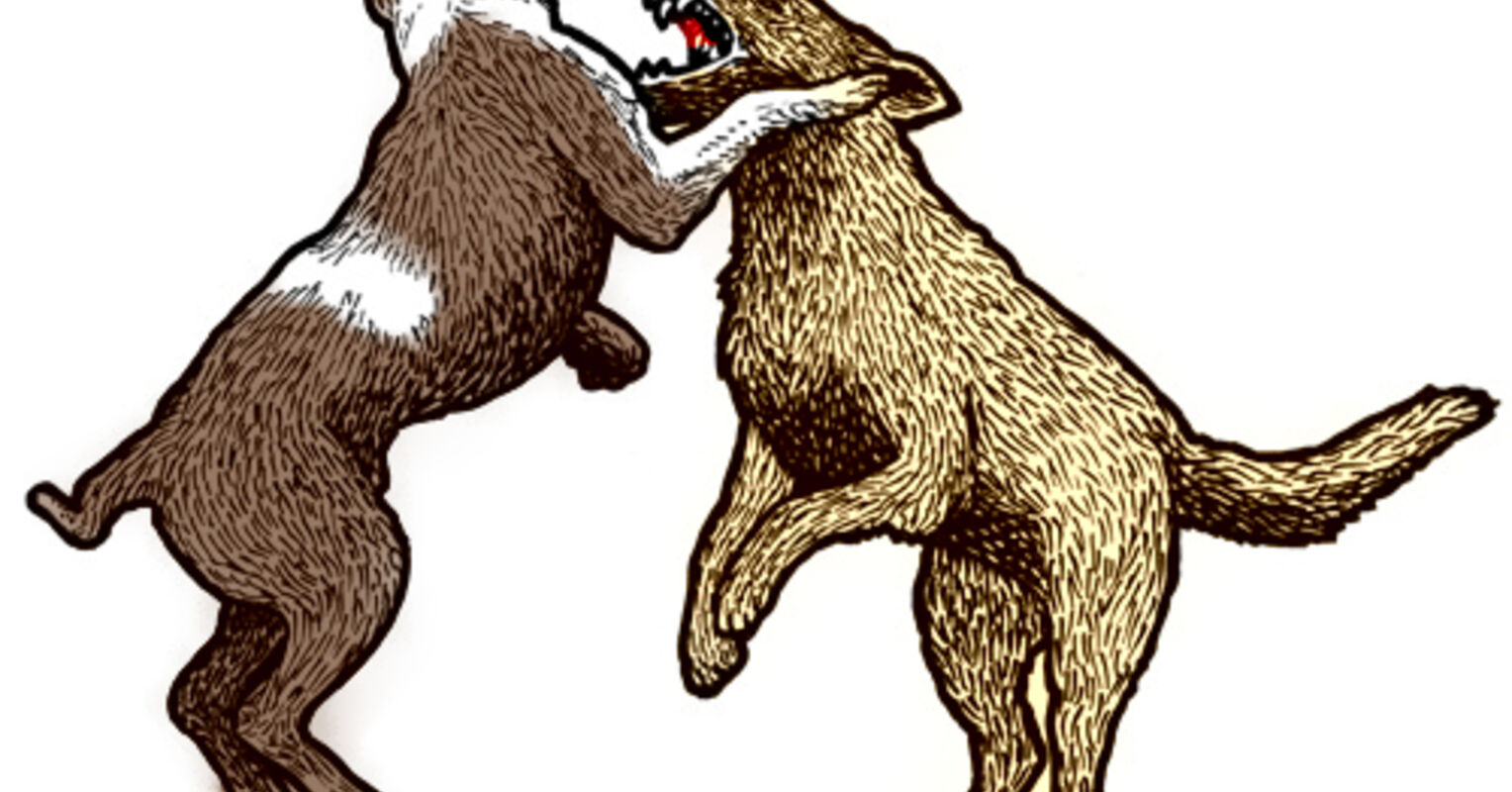 Aggression Between Dogs In The Same Household Psychology Today