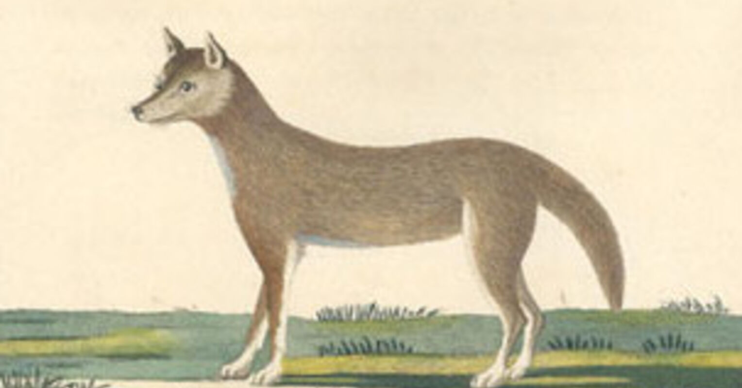 Wolves, Dingoes and (Other) Feral Dogs Cooperate, But Do They