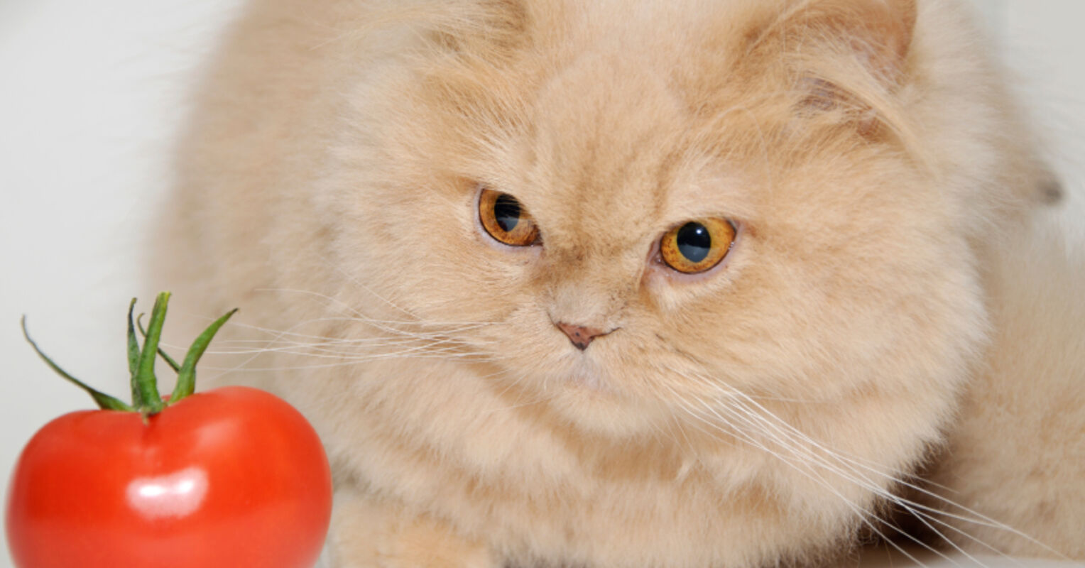 Why Dogs and Humans, But Not Cats, Can Be Vegans Psychology Today