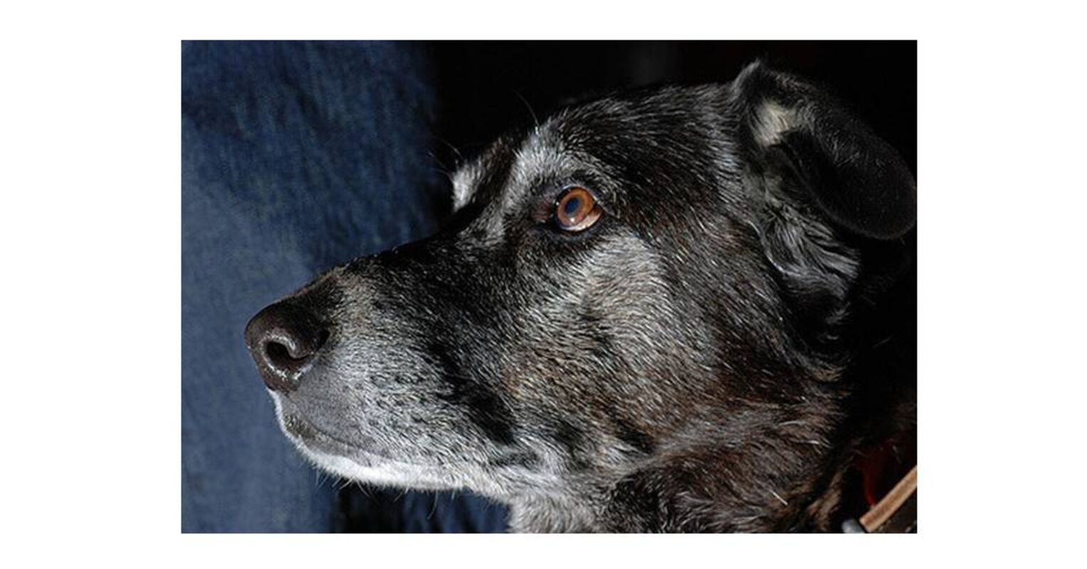 Can Dogs Detect Ghosts, Spirits, or Hallucinations? Psychology Today