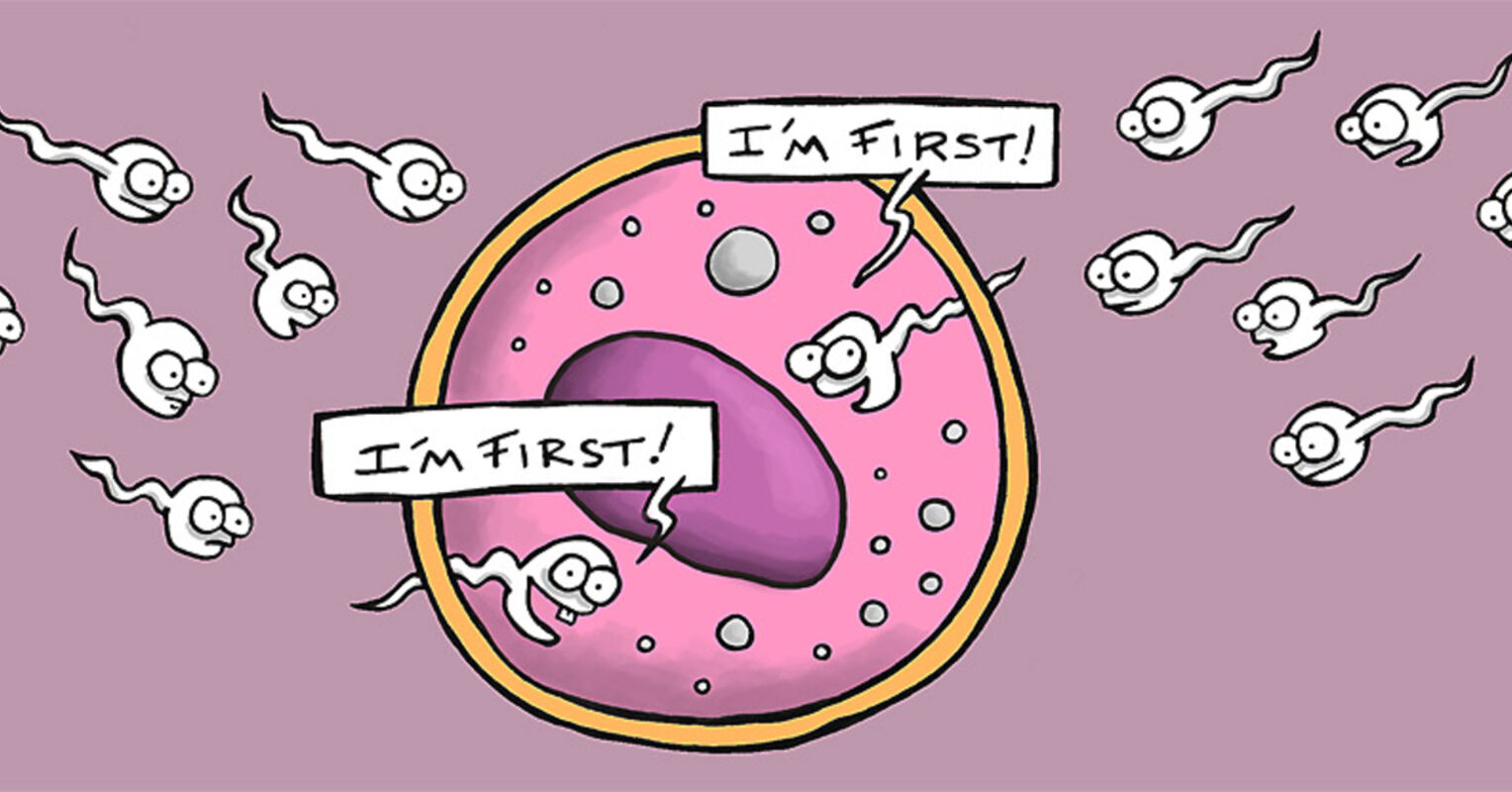 Why Too Many Sperms Spoil the Egg Psychology Today