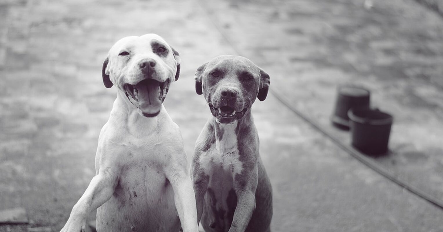 Do Dogs Know They Re Dying Psychology Today