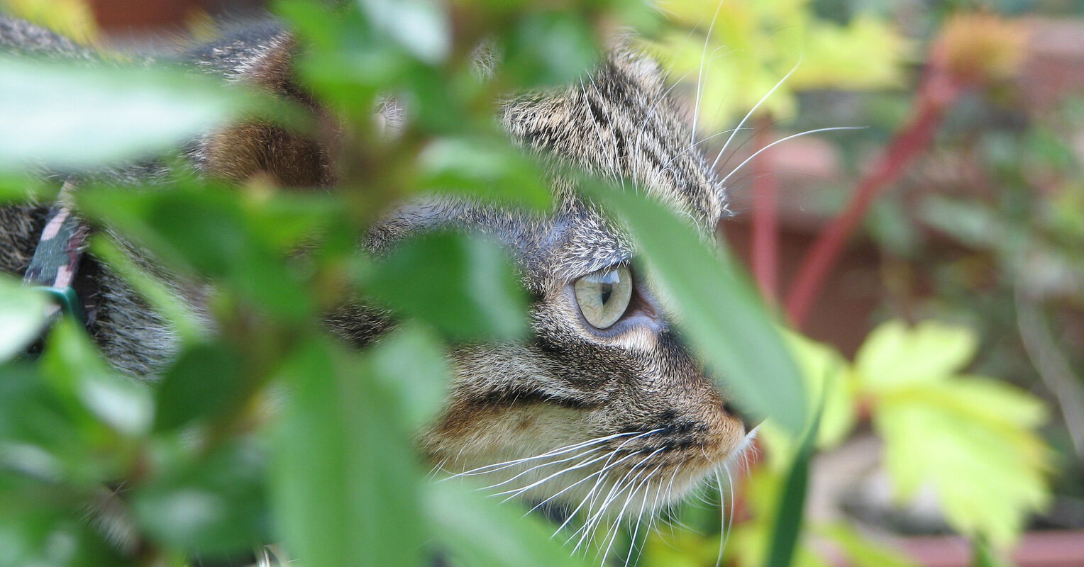 How To Find A Missing Cat Psychology Today