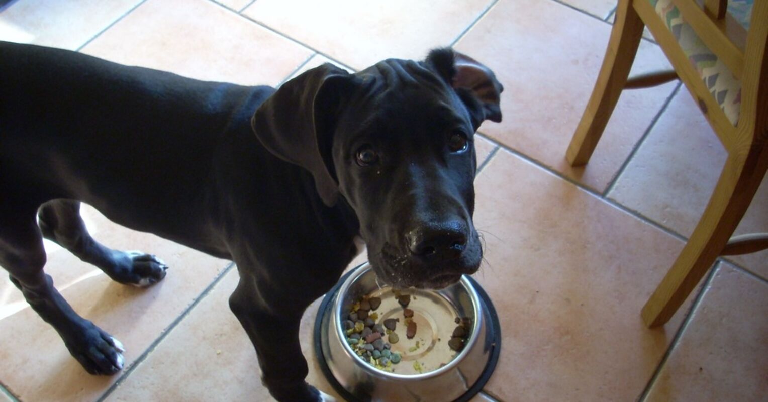why is grain bad for dogs
