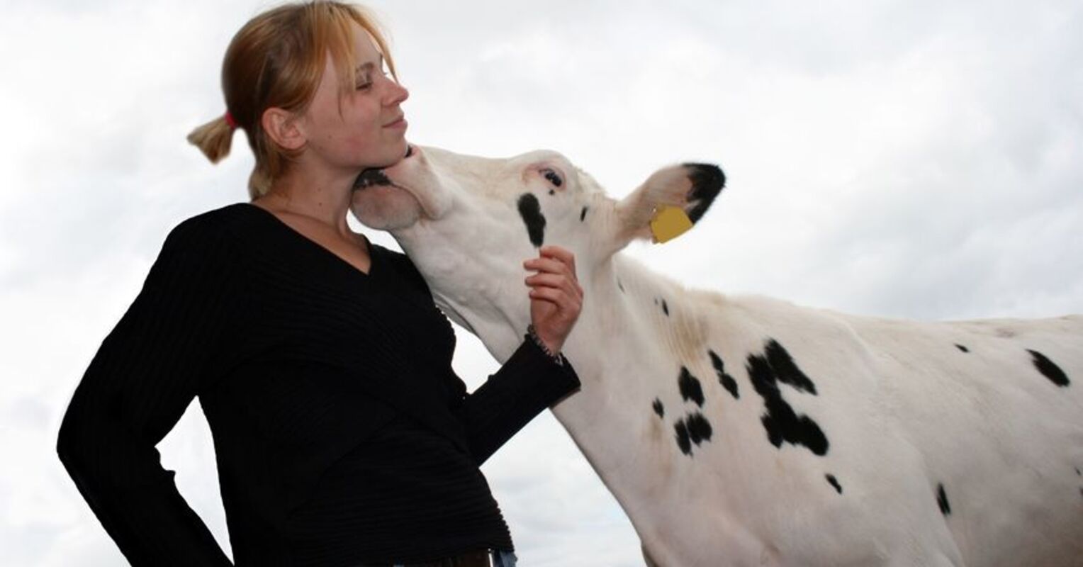Cuddle a Cow: The New Psychotherapy | Psychology Today Australia