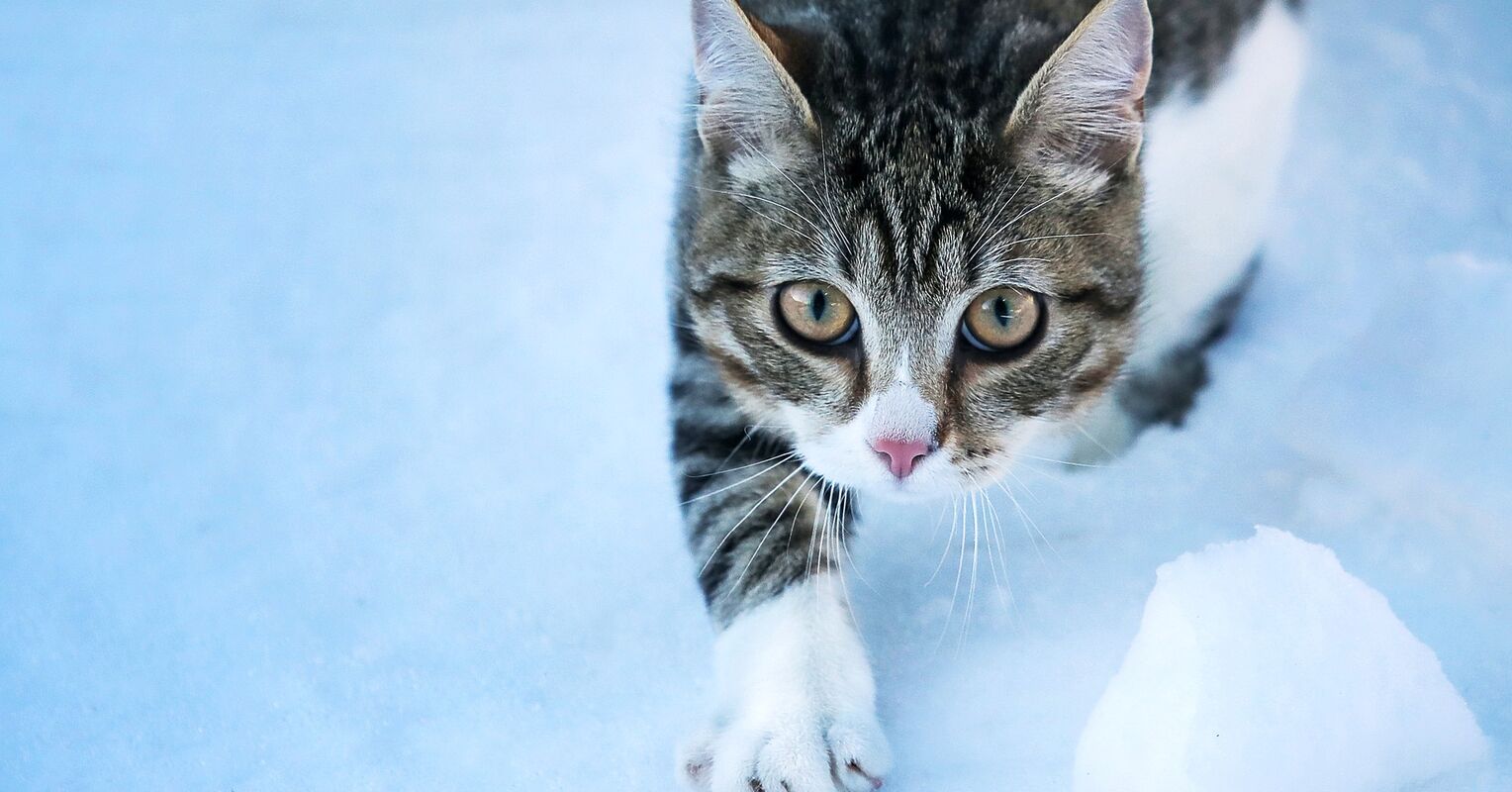 How Many Animals Do Cats Really Kill? Psychology Today