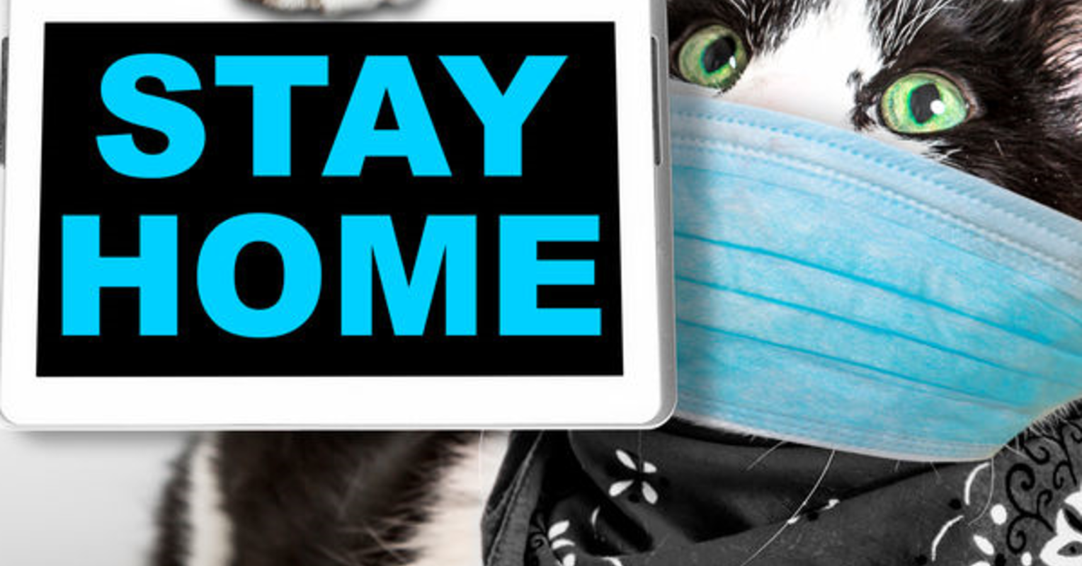 Cat Risk It Human Why Do People Risk Their Own Health for Their Pets? | Psychology Today ...