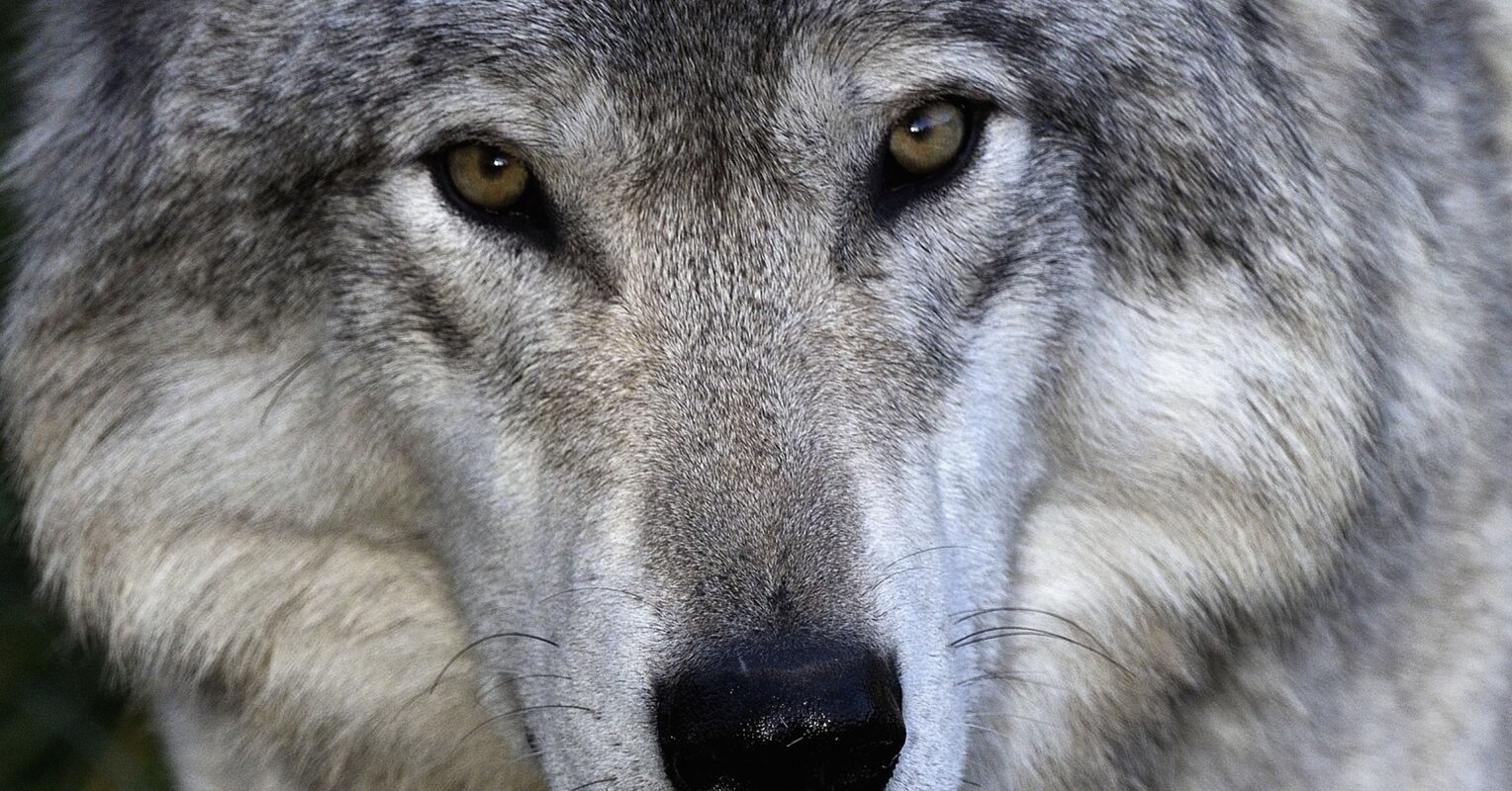 Wolves Taking Rouge Test Wolves Demonstrate Self-Awareness in Sniff Test | Psychology Today Canada