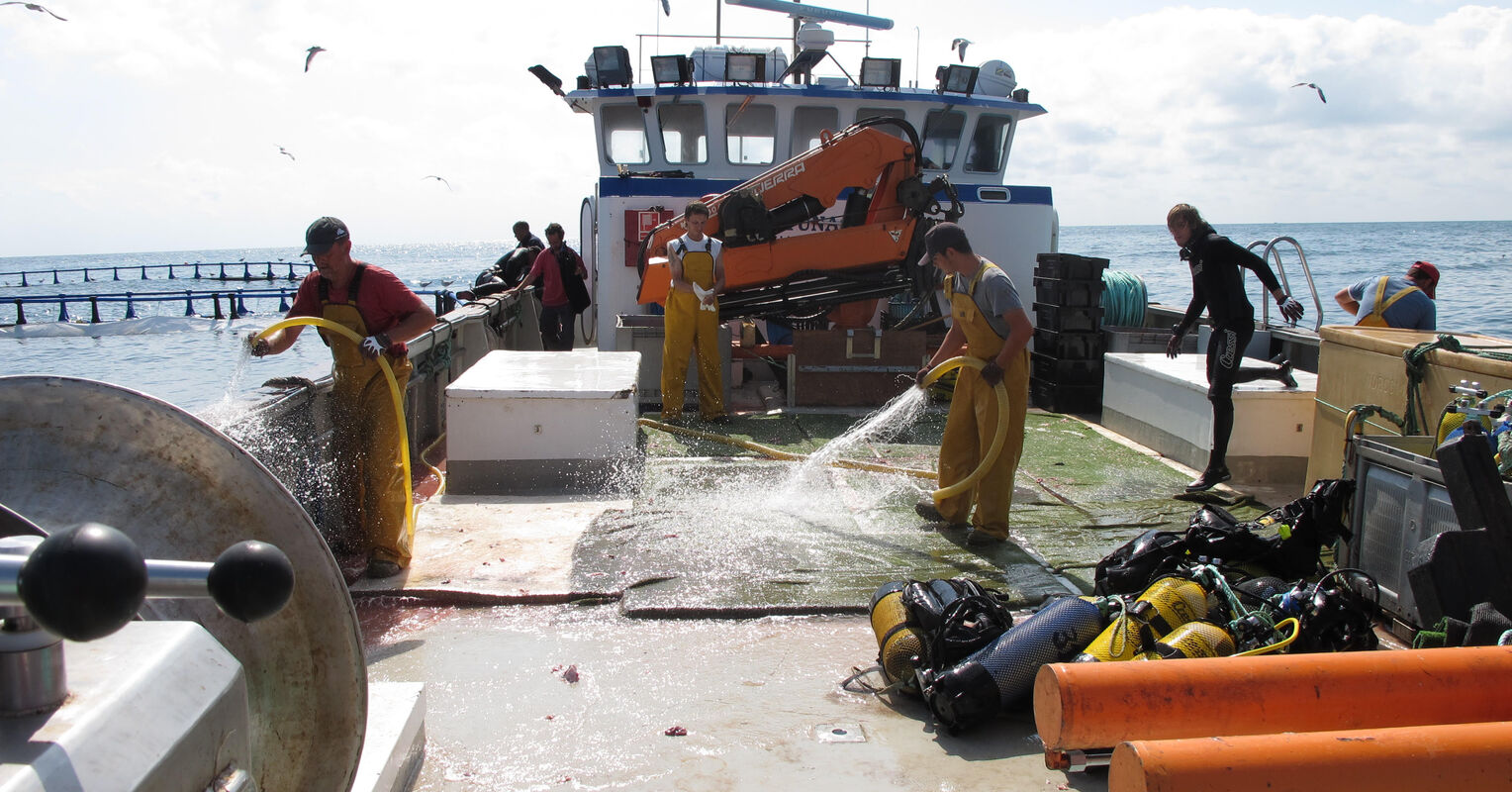 Tuna in Their Eye? Dogs Will Pay Any Price to Get It!