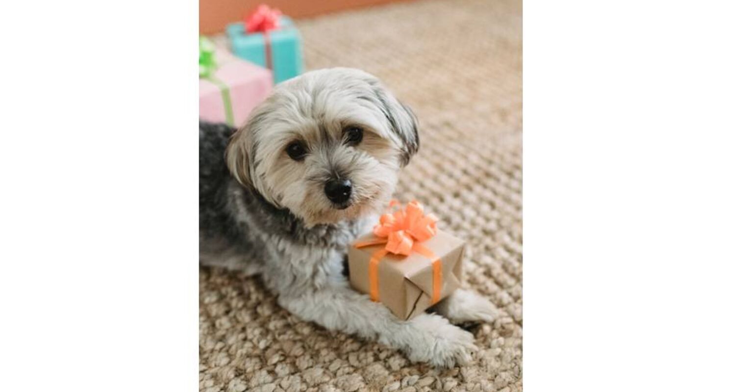 To Boost Your Own Happiness, Buy Your Dog a Gift Psychology Today
