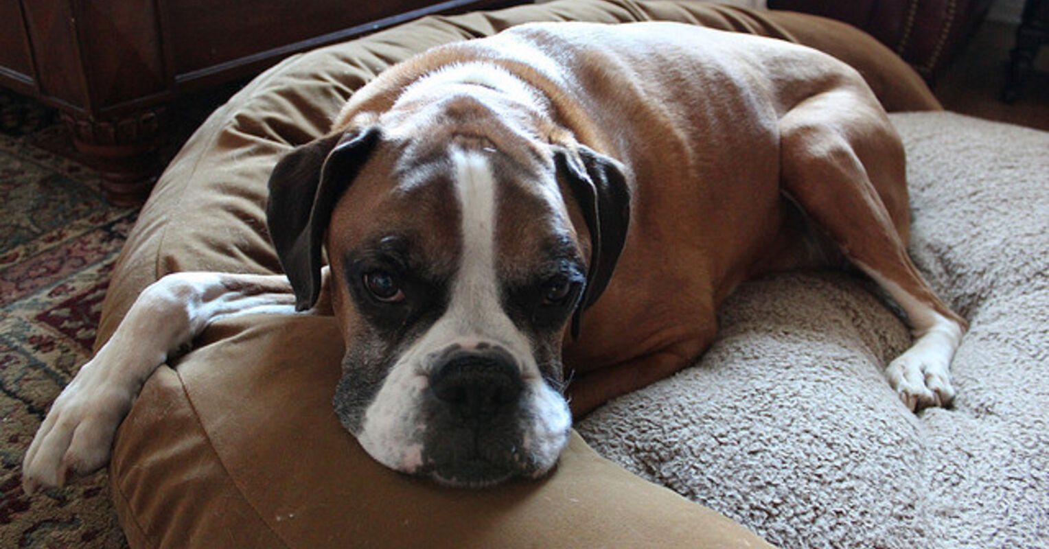 why do dogs scratch before lying down