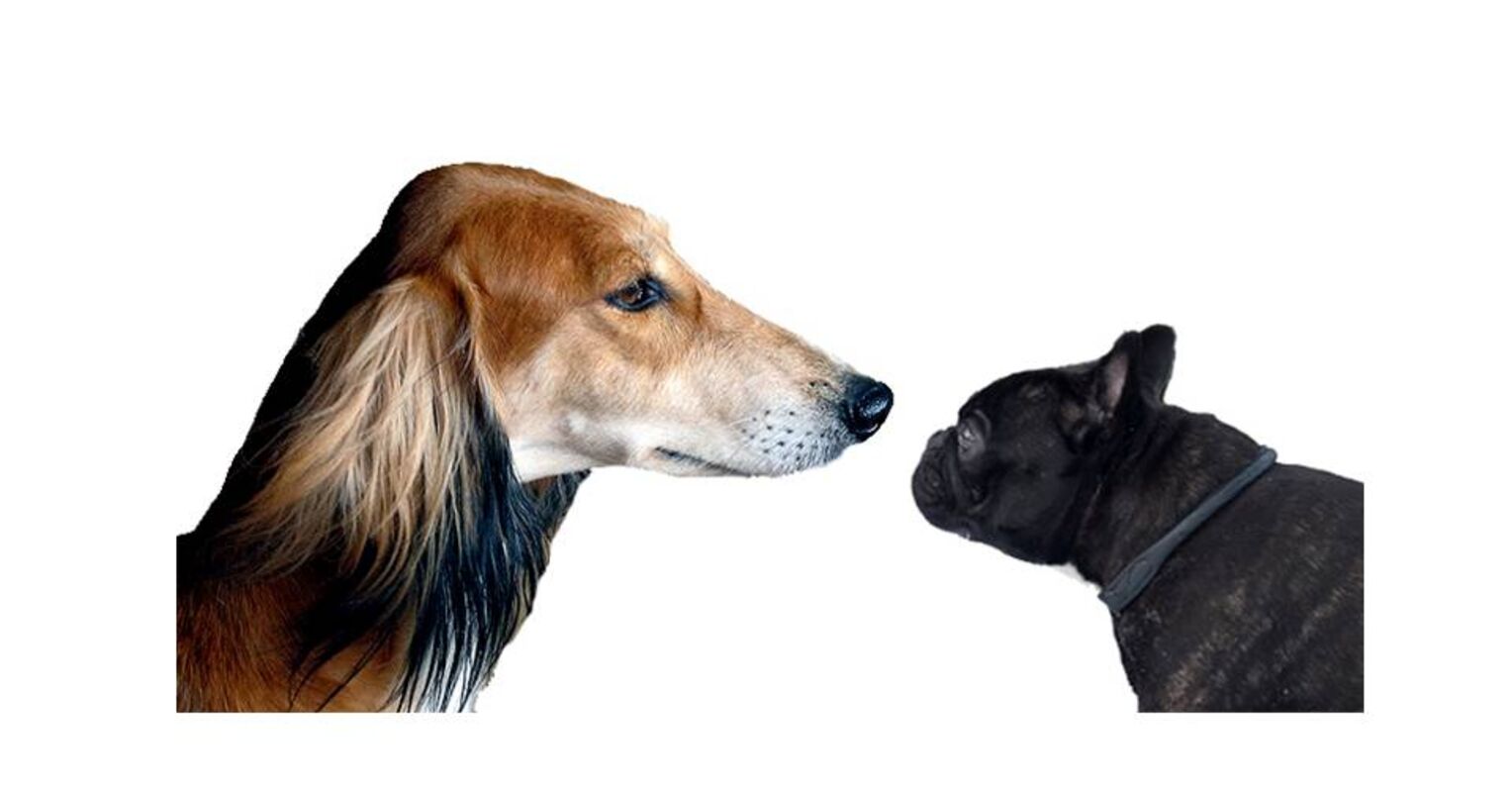 A Dog S Size And Head Shape Predicts Its Behavior Psychology Today