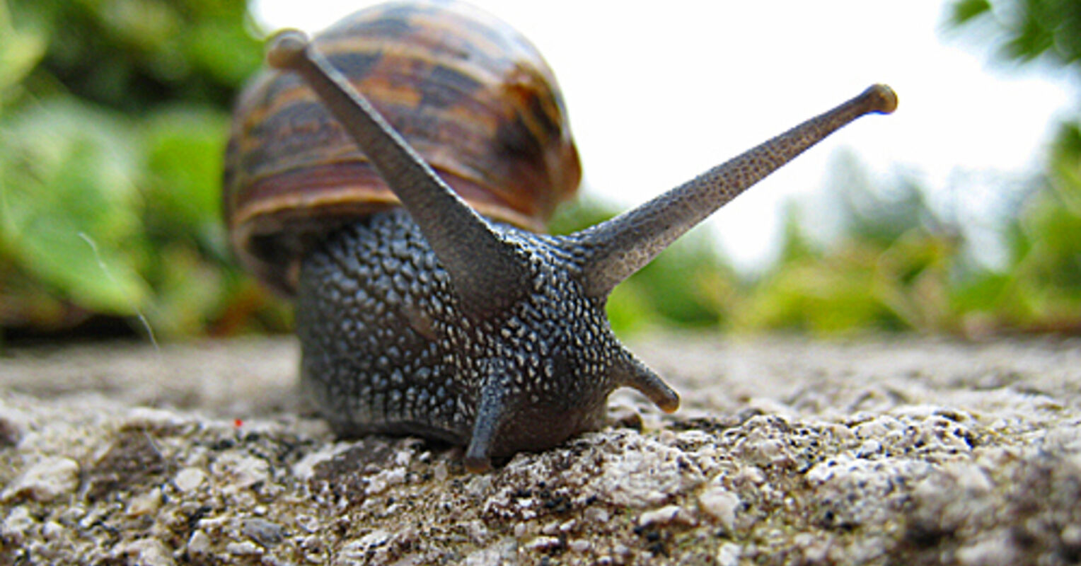 Escape from the ManEating Snails Phobias and Evolution Psychology Today