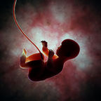the fetus in utero, womb, umbilical cord