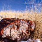 A petrified log in the Petrified Forest National Park