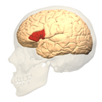 Location of the Broca's area in the human brain