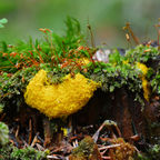 Fuligo septica, shown here on a tree stump, is a slime mold known as scrambled egg slime or dog vomit slime mold.