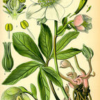 Hellebore, in the buttercup family, was used in ancient Greece for melancholy.