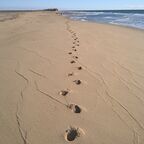 My footprints in the sand at Herring Cove Beach, Provincetown, Mass. 