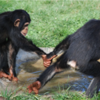 Chimpanzees recruit partners.