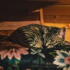 在树林里的小屋里，一只猫睡在带靠垫的椅子上，呼呼大睡。