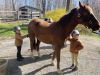 Big horse is a friend to both twins