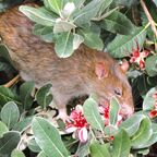 Brown rat feeding on feijoa petals.
